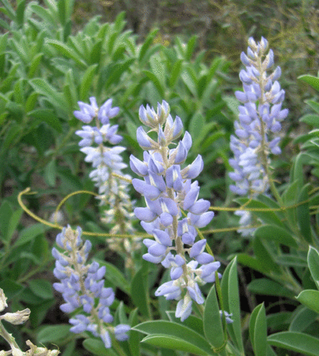 Lupinus diffusus